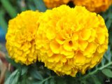 Hạt giống hoa vạn thọ lùn màu vàng đậm F1 Trang Nông - TN 497 gói 1g 